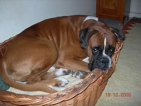 Boxer Arlu - Boxer Arlu 4 år billede 4