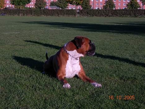 Boxer Arlu - Boxer Arlu 4 år billede 5