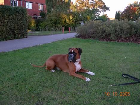 Boxer Arlu - Boxer Arlu 4 år billede 6