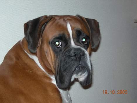Boxer Arlu - Boxer Arlu 4 år billede 7