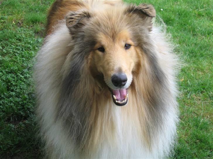 Collie langhåret Bertram - Kongen af skovlunde  billede 1