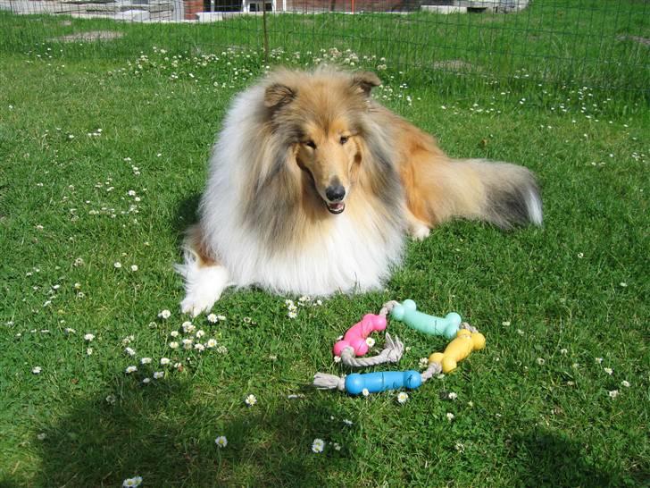 Collie langhåret Bertram billede 2