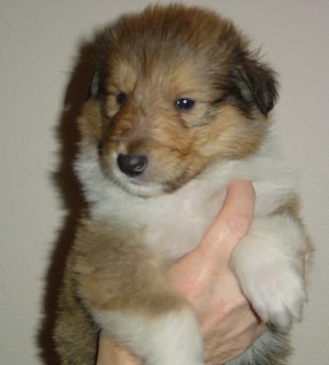 Collie langhåret Bertram billede 3