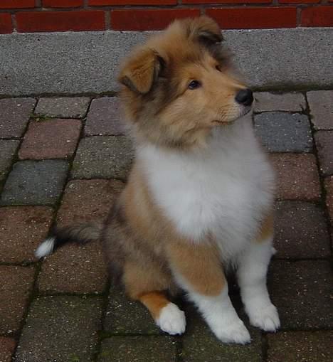 Collie langhåret Bertram billede 4