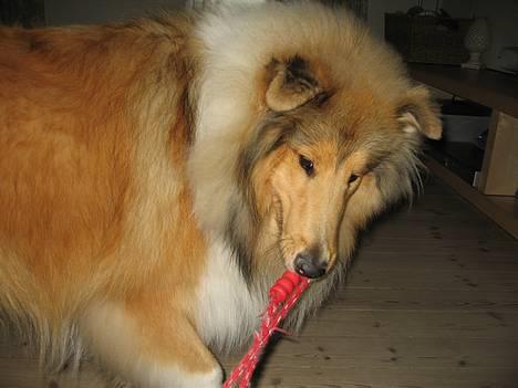 Collie langhåret Bertram billede 5