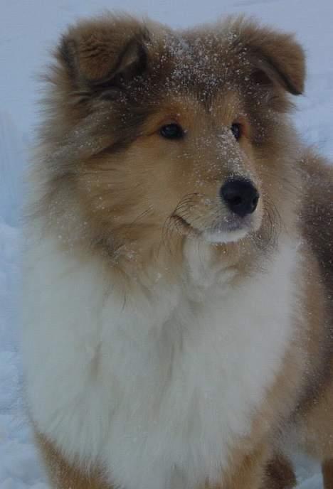 Collie langhåret Bertram billede 6