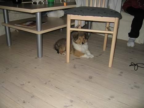 Collie langhåret Bertram billede 7