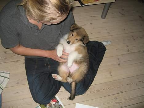Collie langhåret Bertram billede 8