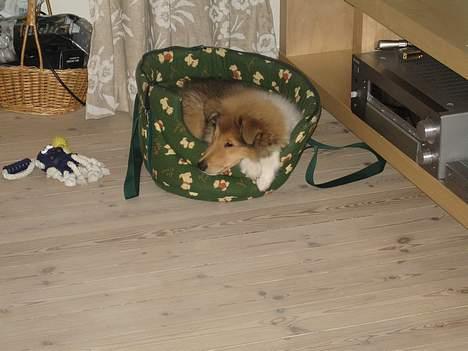 Collie langhåret Bertram billede 9