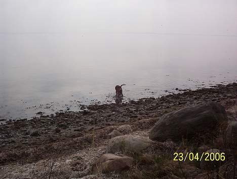 Boxer Bina - På standen for første gang i år billede 7