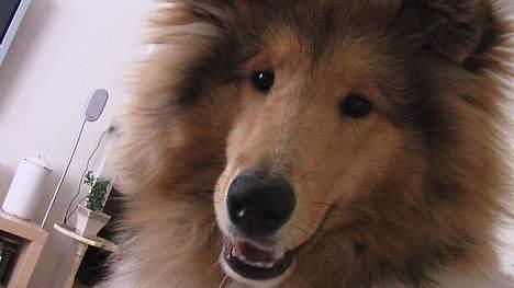 Collie langhåret Bertram billede 10