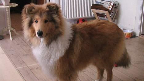 Collie langhåret Bertram billede 11