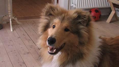 Collie langhåret Bertram billede 12