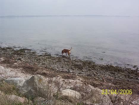 Boxer Bina - Slutter det vand aldrig ??? billede 8