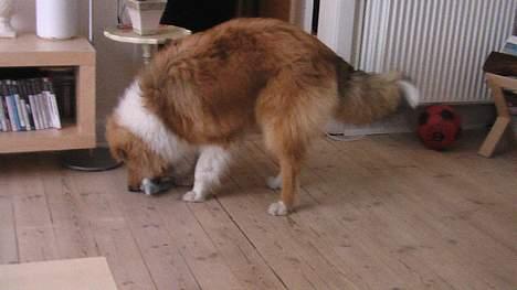 Collie langhåret Bertram billede 13