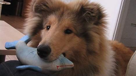 Collie langhåret Bertram billede 14