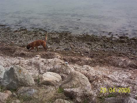 Boxer Bina - Hvad er det ??? billede 9