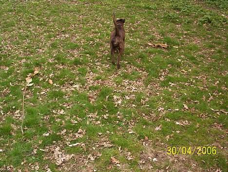 Boxer Aya - Kan du se min R.. !!! billede 7