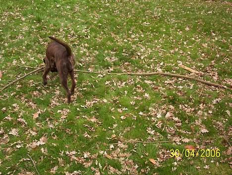 Boxer Aya - Sikke en lille pind der ligger der billede 8