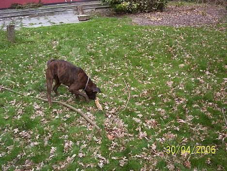 Boxer Aya - De er ALLE mine !!! billede 9