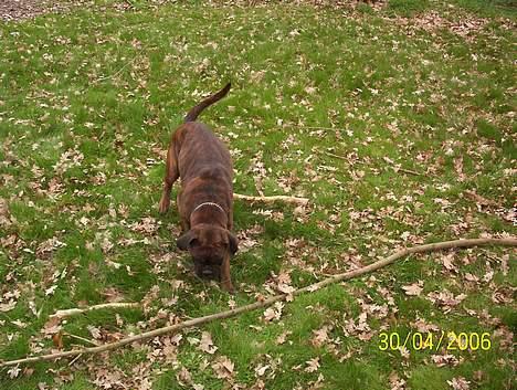 Boxer Aya - Hmmm hvilken en skal jeg vælge ??? billede 10