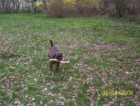 Boxer Xantos - YAHOOO en pind  billede 9