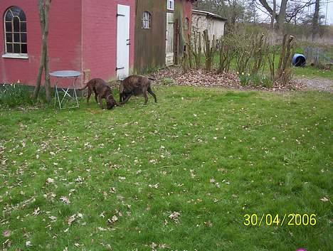 Boxer Xantos - Hvad leder vi efter ???? billede 10
