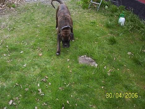 Boxer Xantos - Hvor blev min pind af ??? billede 11