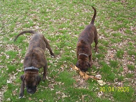 Boxer Xantos - Det var heller ikke min pind billede 12