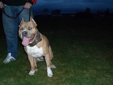Amerikansk staffordshire terrier diesel (cerius) R.I.P billede 10