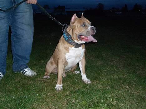 Amerikansk staffordshire terrier diesel (cerius) R.I.P billede 11