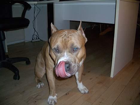 Amerikansk staffordshire terrier diesel (cerius) R.I.P - show me the candy billede 13