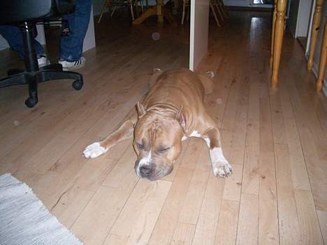 Amerikansk staffordshire terrier diesel (cerius) R.I.P billede 14