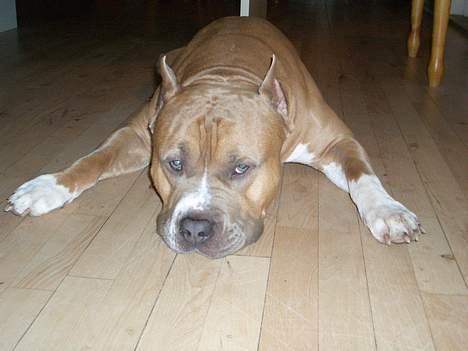 Amerikansk staffordshire terrier diesel (cerius) R.I.P billede 15