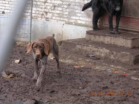 Korthåret hønsehund Thor billede 11