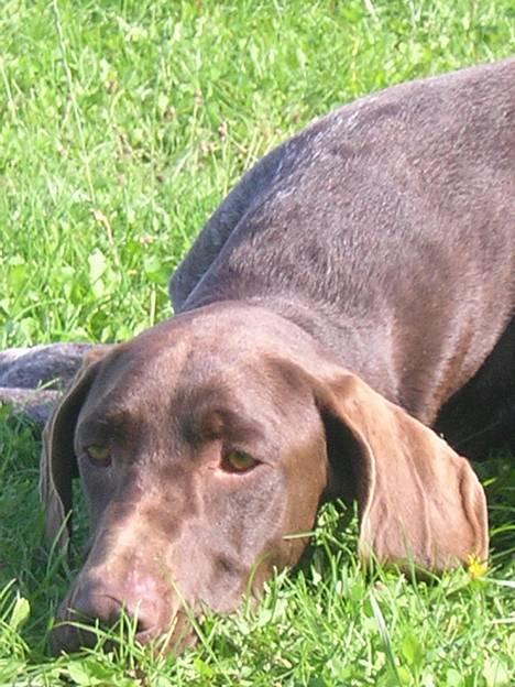 Korthåret hønsehund Thor billede 12