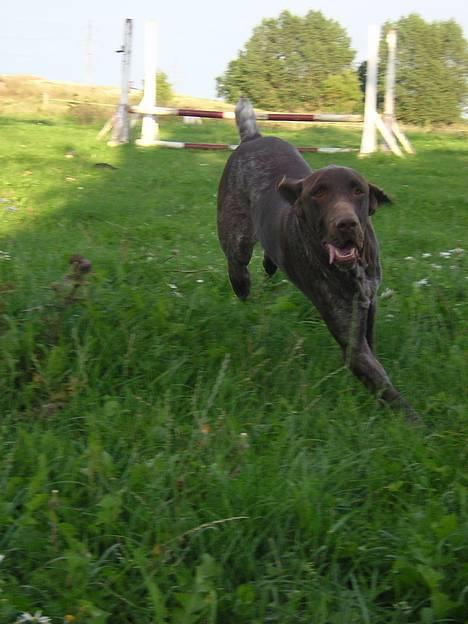 Korthåret hønsehund Thor billede 13