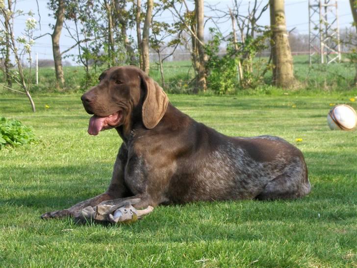 Korthåret hønsehund Thor billede 14