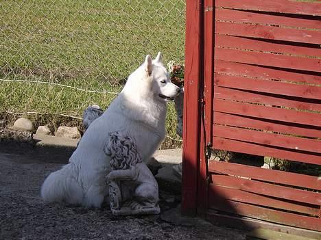 Samojedhund laika - venter på far billede 10