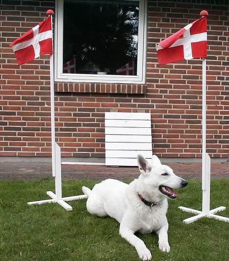 Hvid schæfer Luka - Så blev jeg 1år billede 6