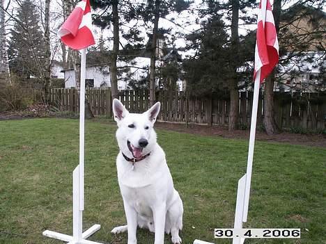 Hvid schæfer Luka - Hurra nu er jeg 1 år billede 7