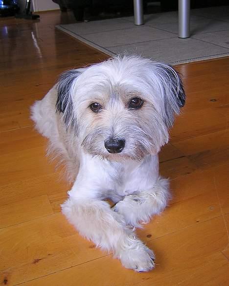 Blanding af racer Speedy Grethe Hund - Speedy helt nyklippet.. billede 1