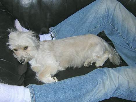 Blanding af racer Speedy Grethe Hund - Putter hos mor. billede 2