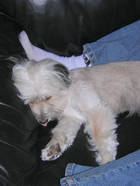 Blanding af racer Speedy Grethe Hund - Putter billede 3