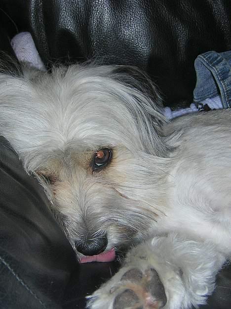 Blanding af racer Speedy Grethe Hund - Hej hej billede 4