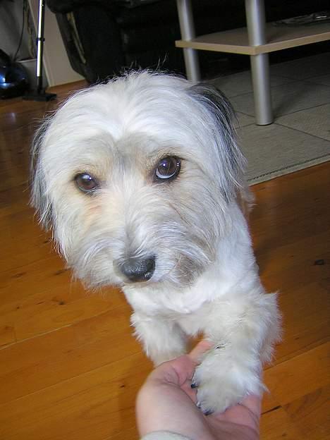 Blanding af racer Speedy Grethe Hund - Gi pote.. billede 5