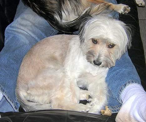 Blanding af racer Speedy Grethe Hund - Hygger lige. billede 6