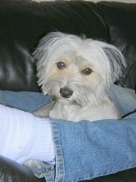 Blanding af racer Speedy Grethe Hund - Sagde du noget.. billede 7