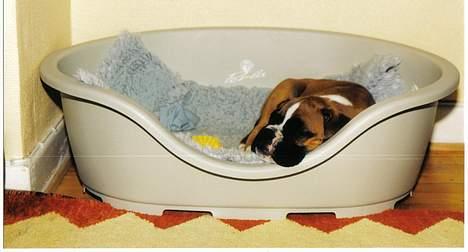 Boxer Arlu - Arlu er 10 uger i sin første kurv 2001 billede 8