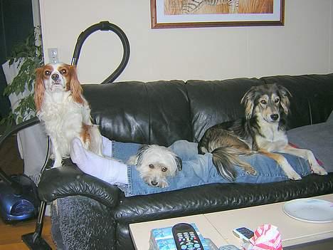 Blanding af racer Speedy Grethe Hund - Speedy med sine 2 venner Gizmo og Fluffy billede 8